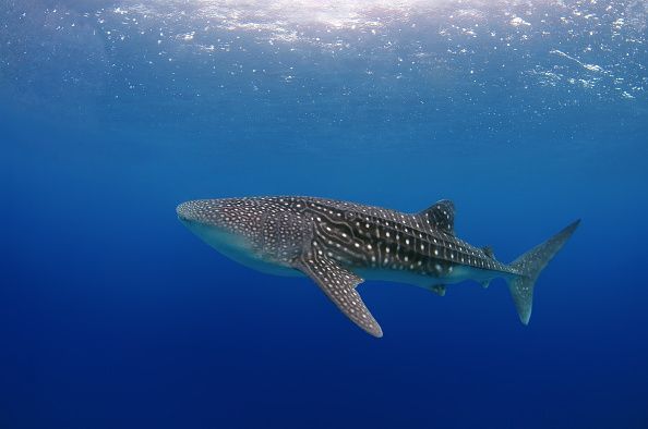 Florida Red Tide: Nine Bottlenose Dolphins And A 26-foot Whale Shark ...