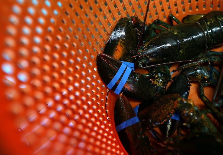 Lobster Lobster