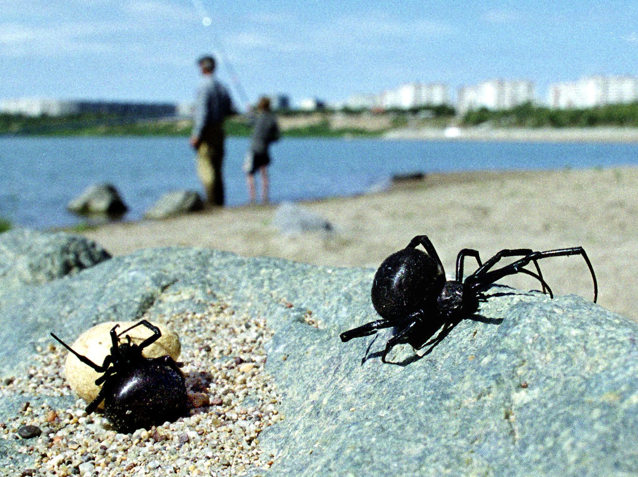 black widow spiders habitat