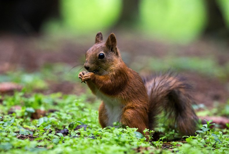 Squirrel Tests Positive for Bubonic Plague in Colorado