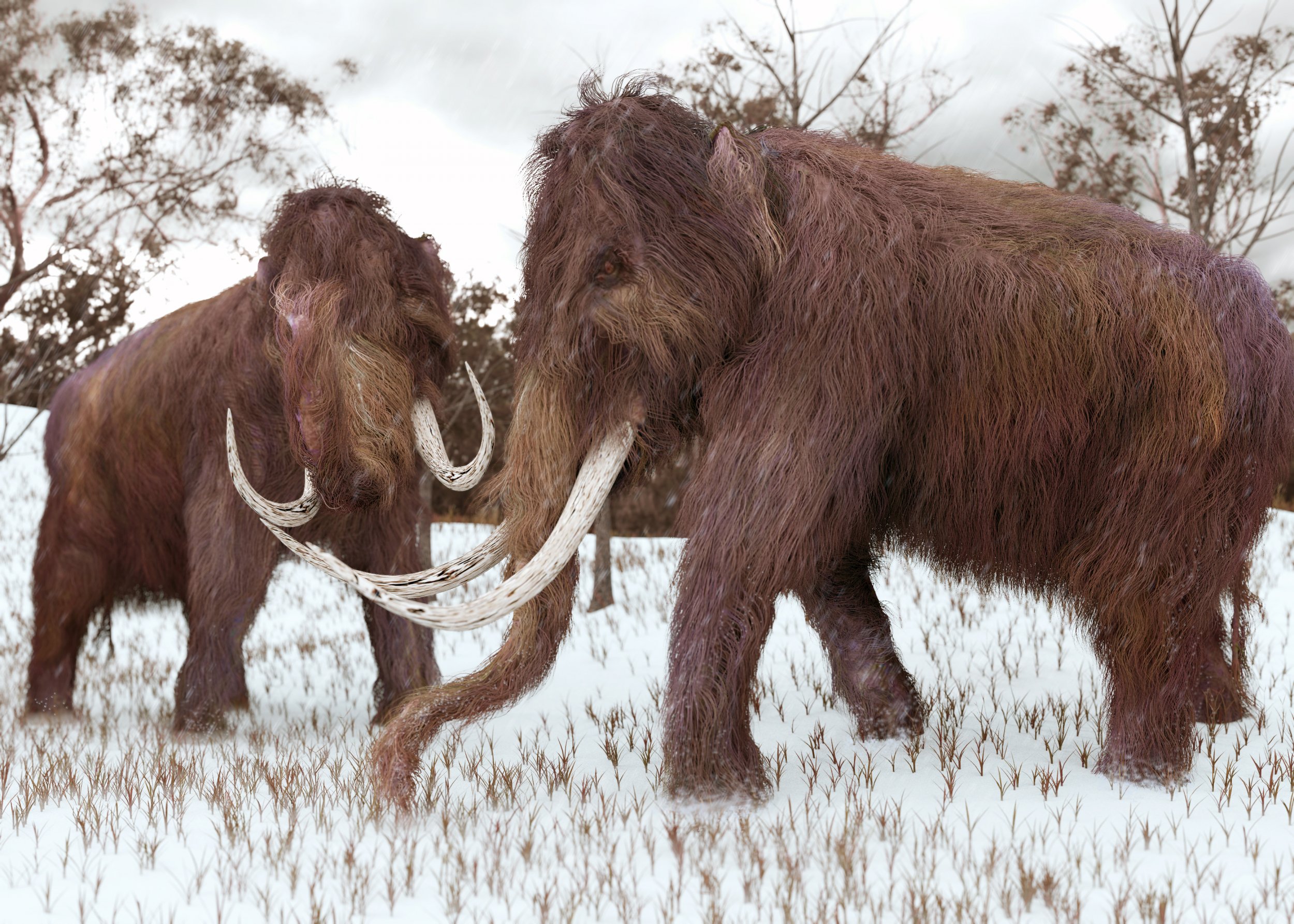 Ancient Bone Fragment From Giant Extinct Mammal Discovered By Florida