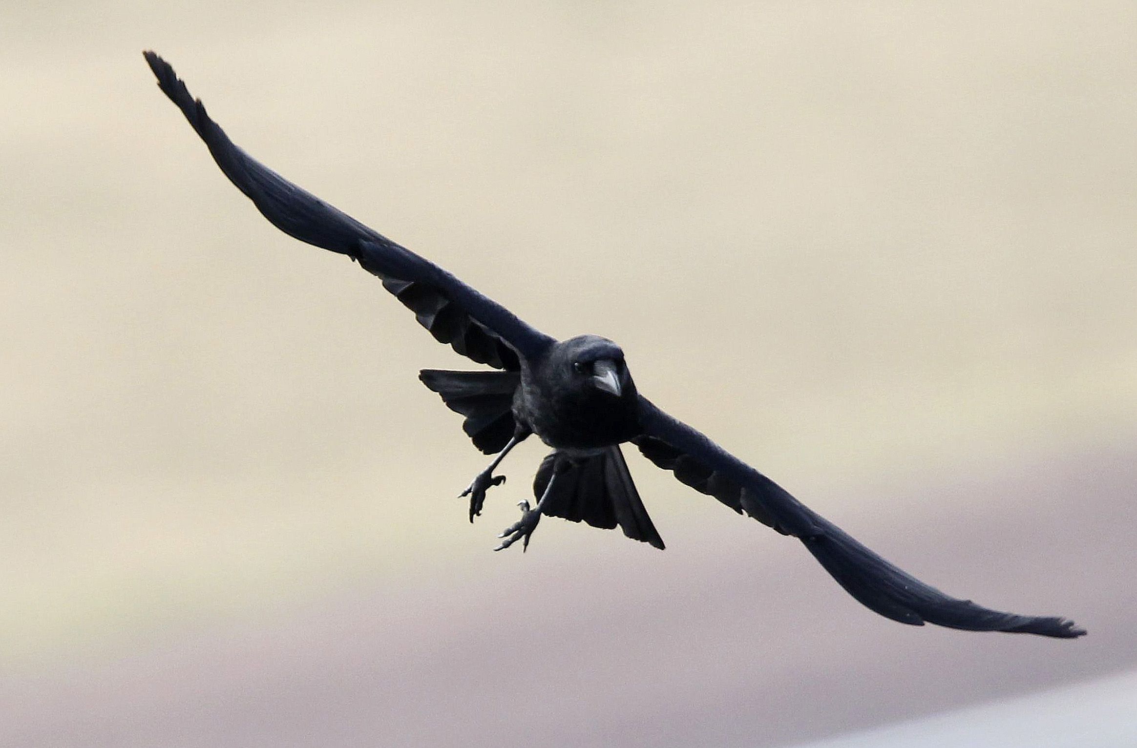 Flying Crow