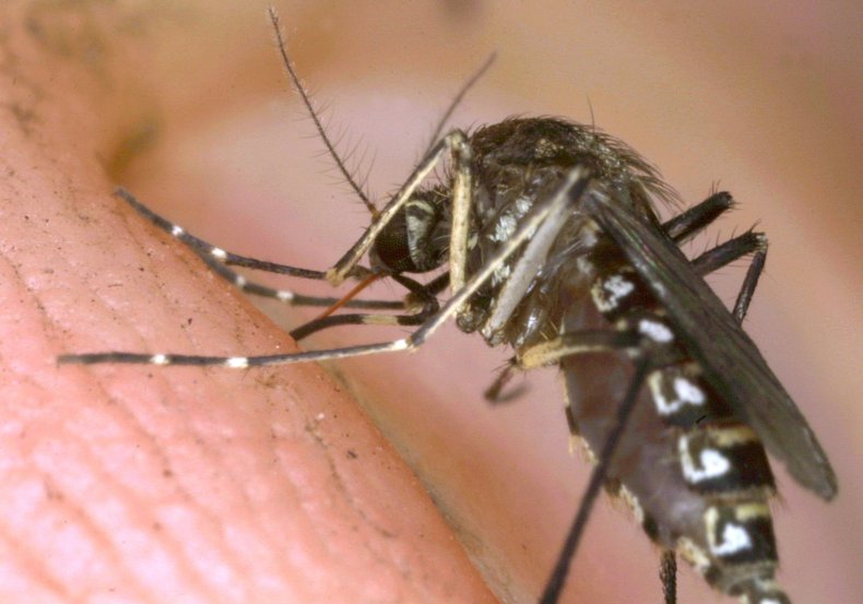 La Crosse mosquito