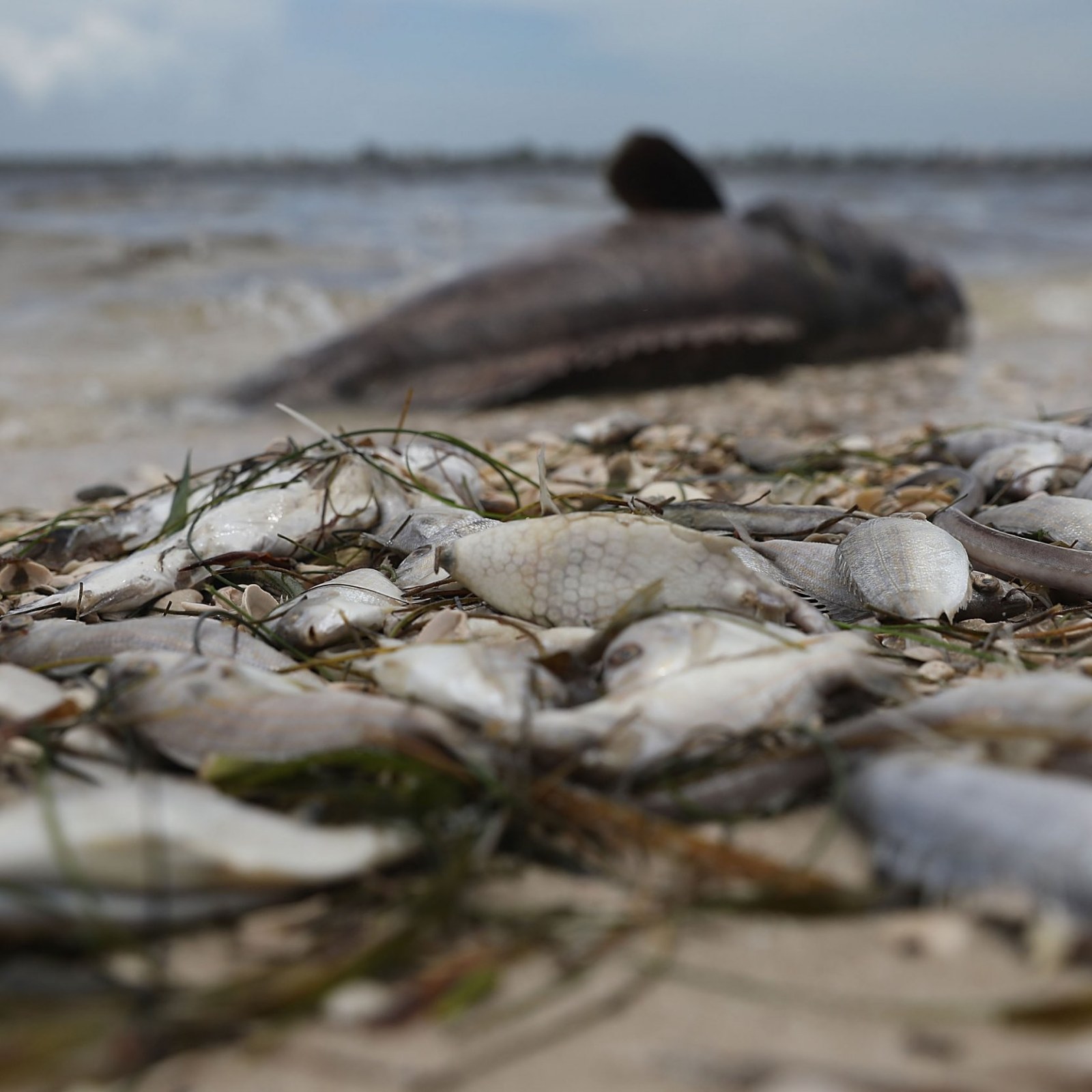 Florida Red Tide's Toxic Algae and Dead Animals: Destruction Behind State  of Emergency in Pictures