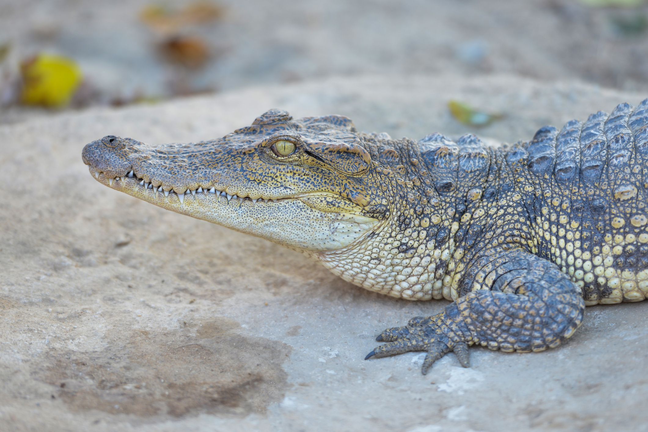 Critically Endangered Siamese Crocodiles Rescued! 