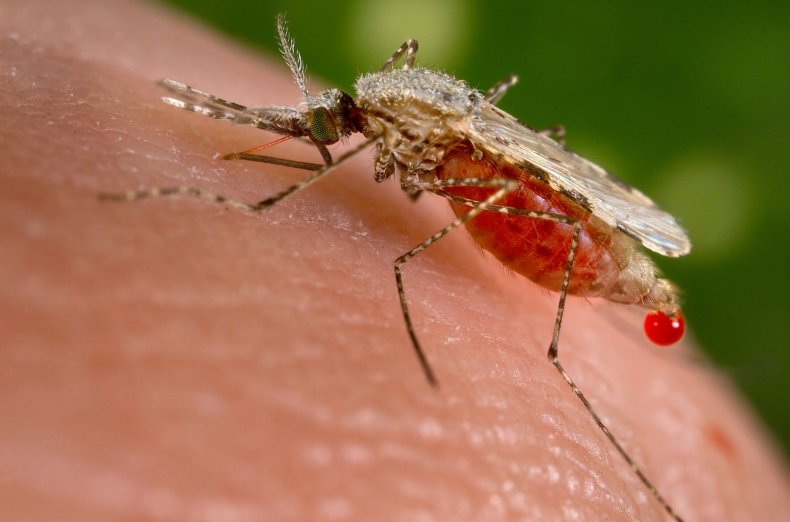Anopheles Mosquito