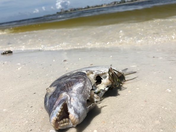 Red Tide: Florida Scientists Test Machine to Fight Toxic Algae - Newsweek