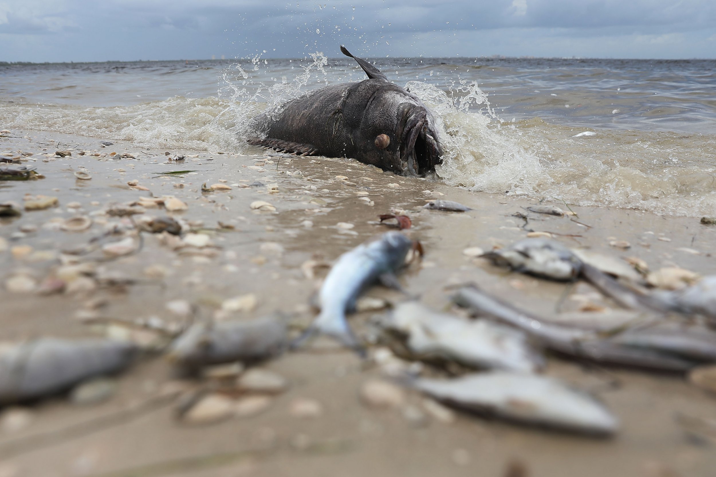 Florida Red Tide Update County Collects 150 Tons of Dead Fish