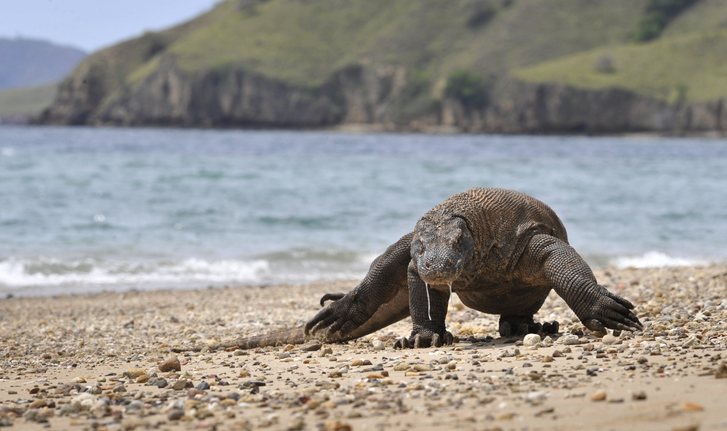 Komodo Dragon Eating Deer