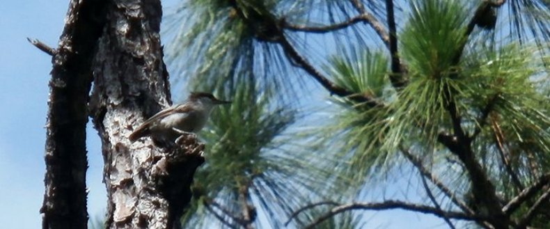 Bahama Nuthatch