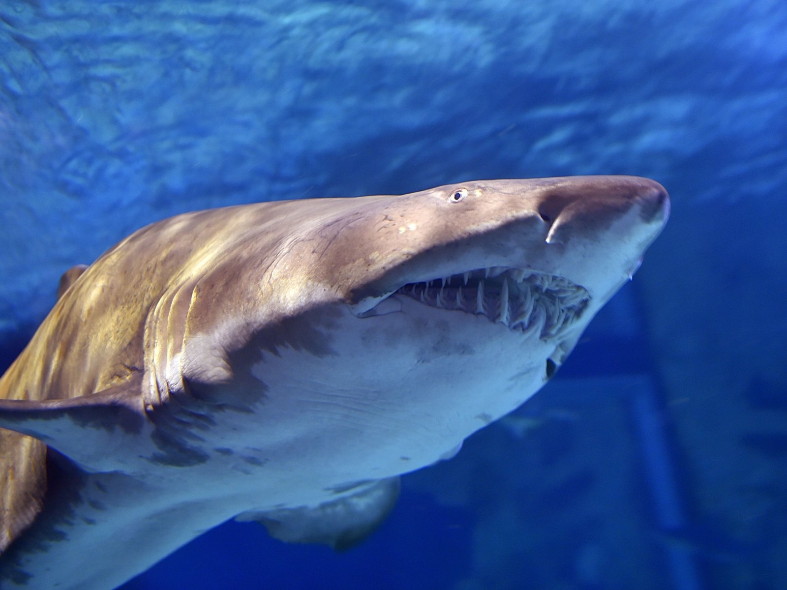 Texas Shark Bite Victim Says He S Now Fighting Flesh Eating Bacteria From The Water Texas Shark Bite Victim Says He S Now Fighting Flesh Eating Bacteria From The Water