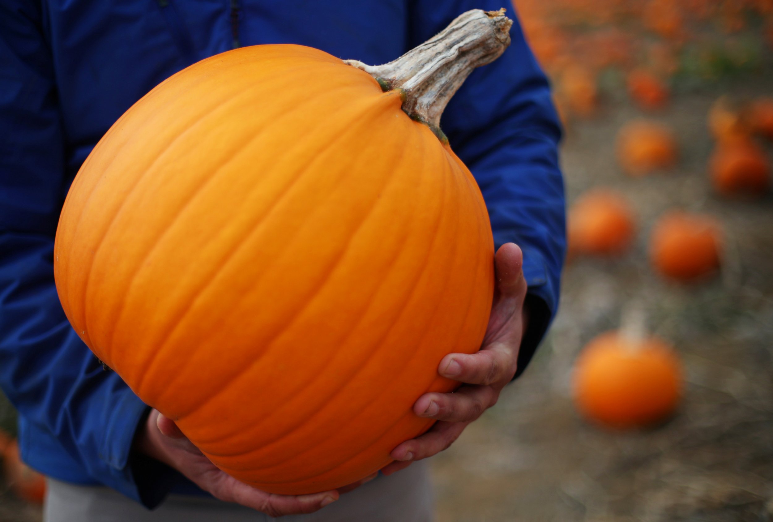 starbucks-relaunches-pumpkin-spice-latte-is-pumpkin-good-for-you