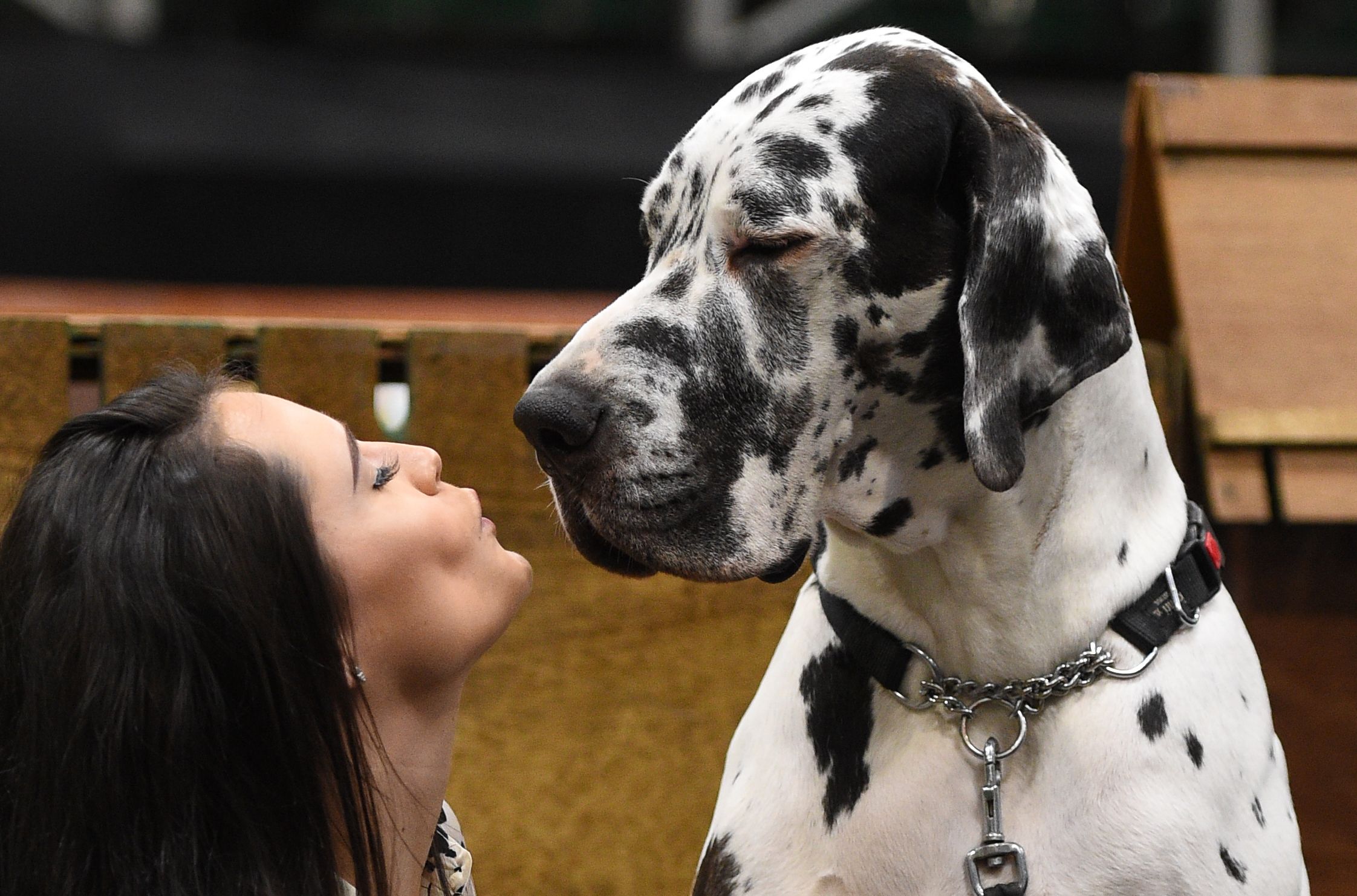 National Dog Day 2018 Events How To Celebrate