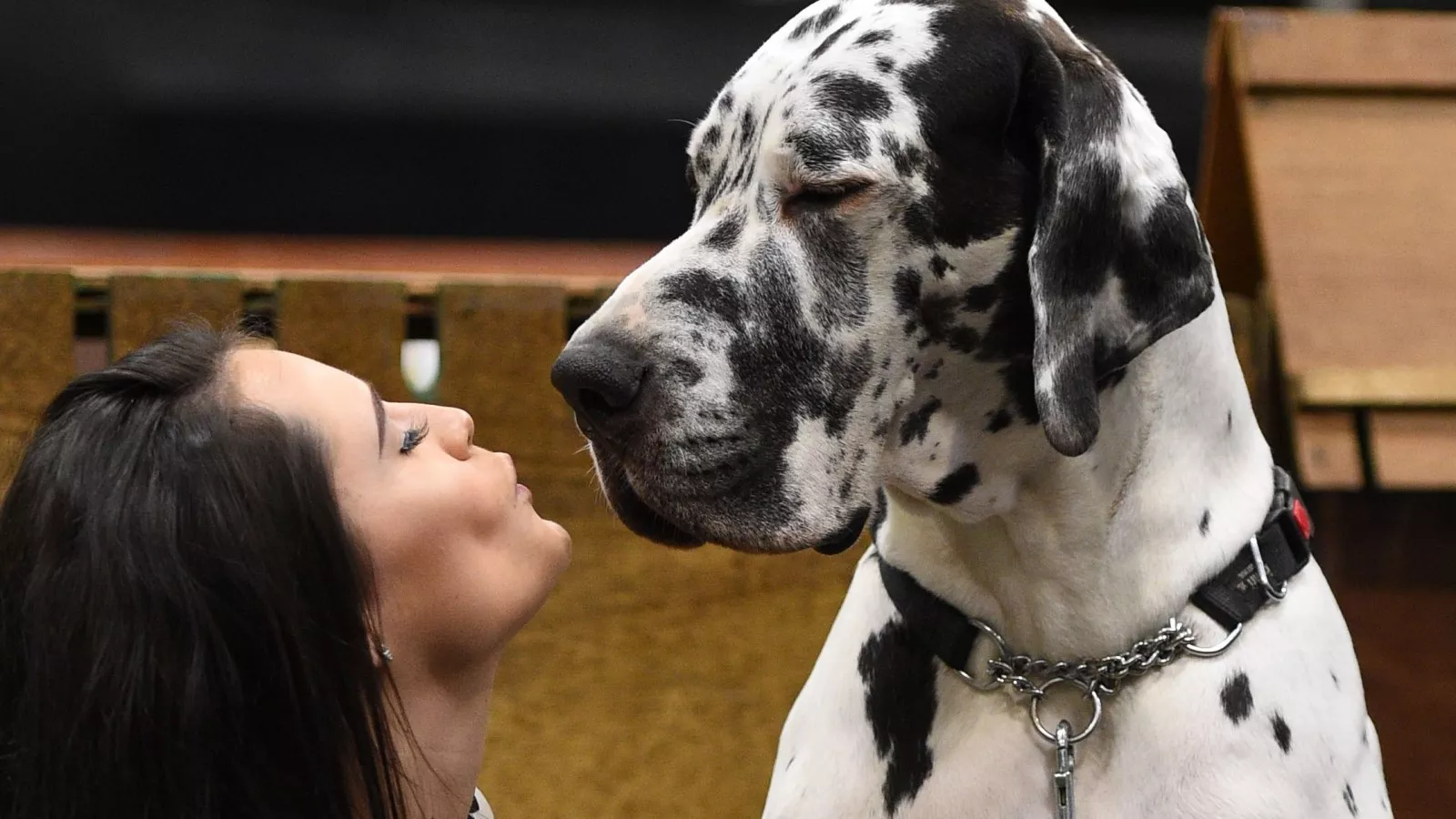 National mutt day 2024 2018