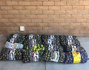 8_27_Lemons 8_27_Lemons