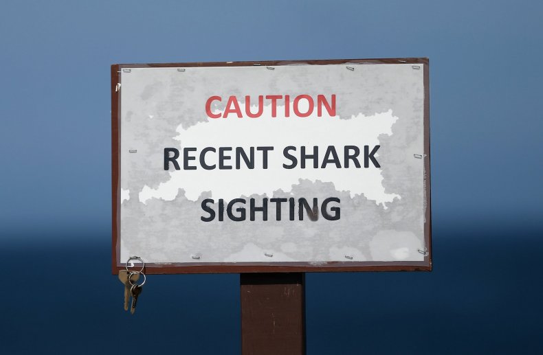 shark sighting