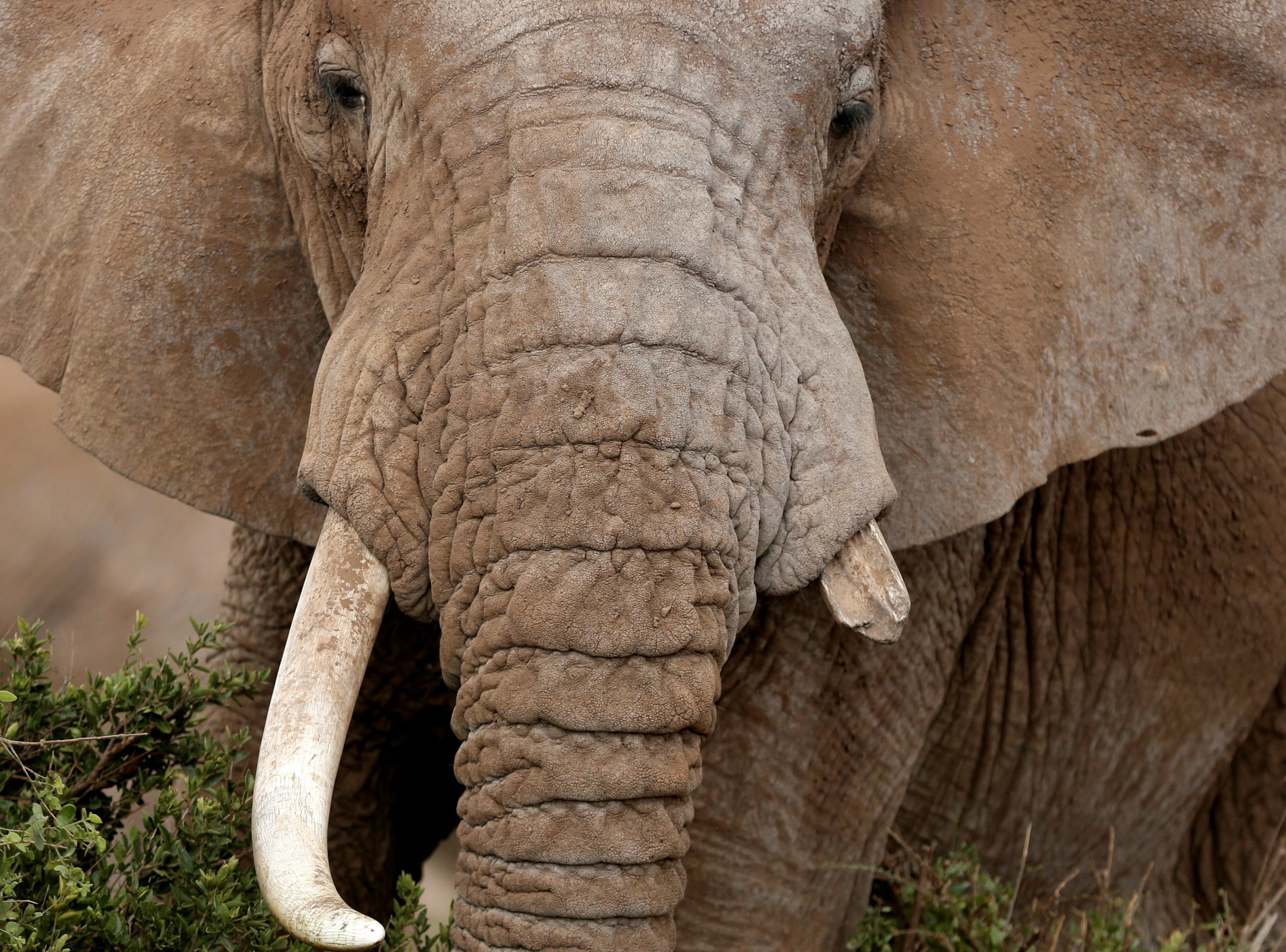 Broken Tusk Elephant