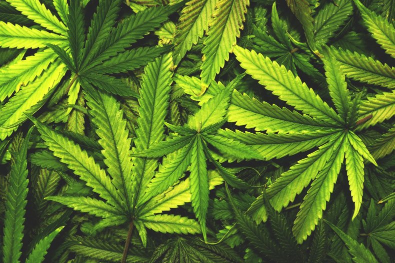 cannabis-leaf-stock