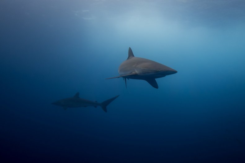 GettyImages-806819872