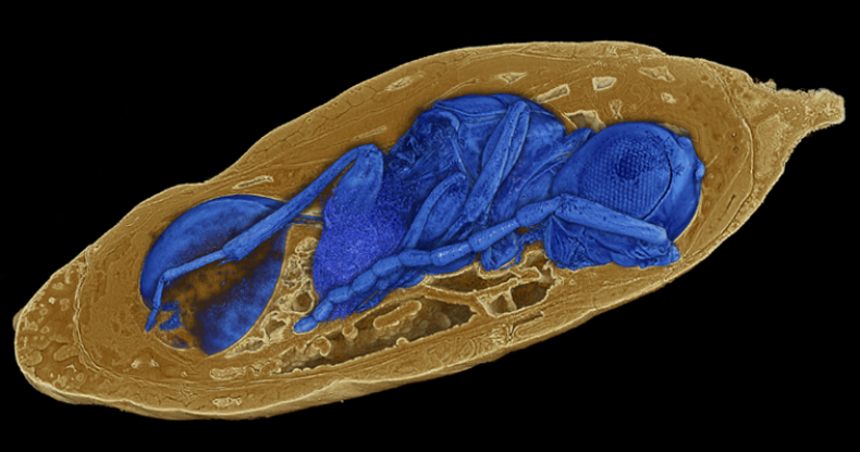 8_30_Parasitic Wasp
