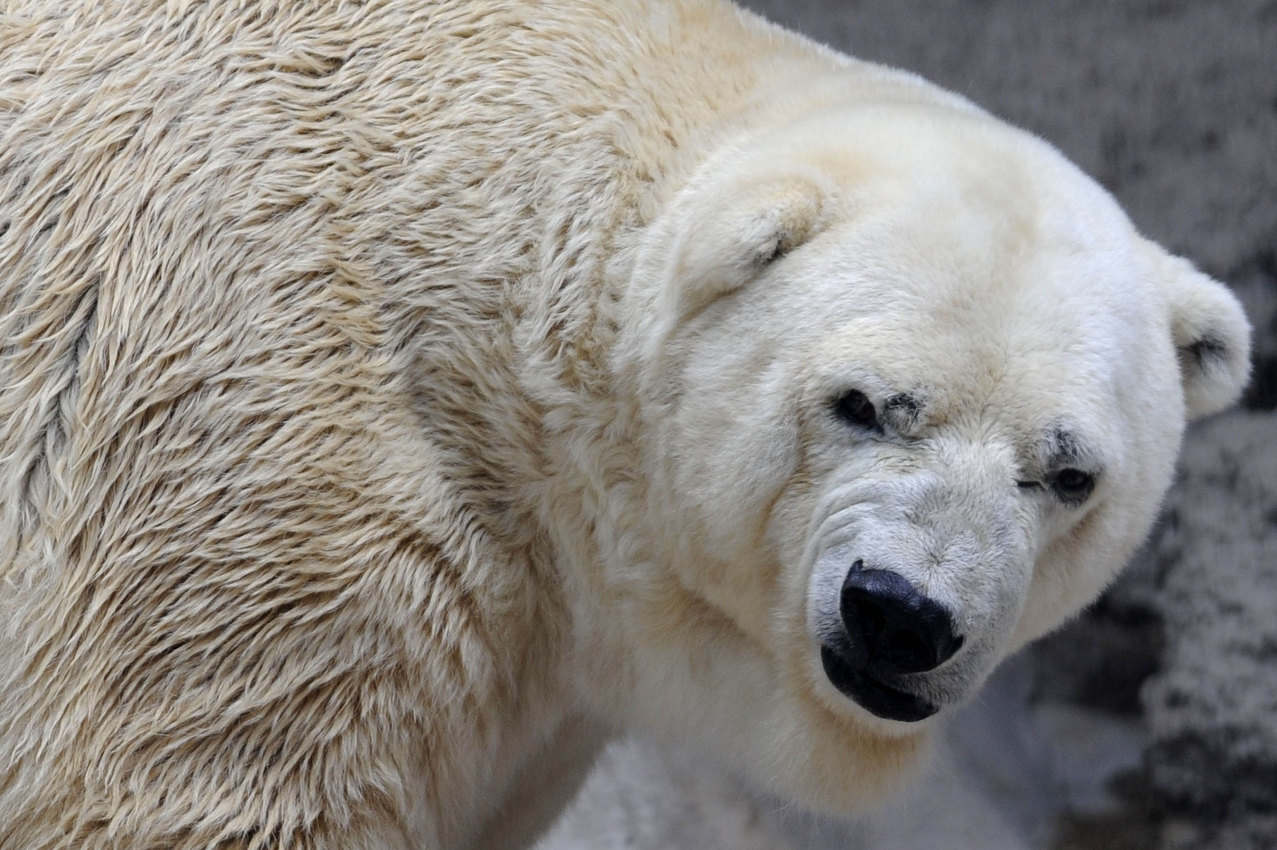 polar bear, cub shot and killed during attack on hunter