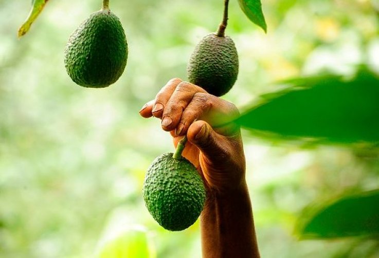 avocadofarmer-0830 avocadofarmer-0830