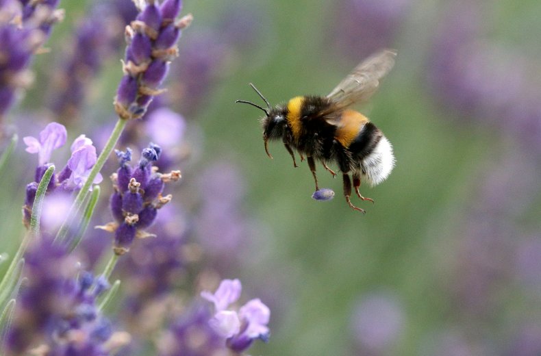 Yellow Banded Bumble Bee