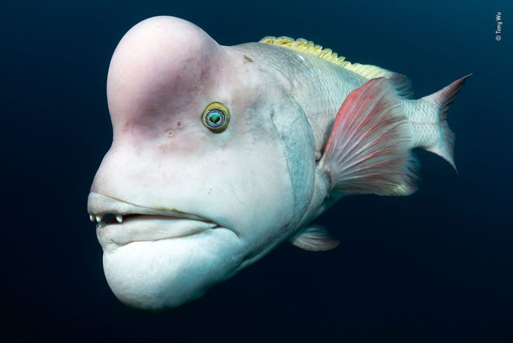 01 © Tony Wu - Wildlife Photographer of the Year 01 © Tony Wu - Wildlife Photographer of the Year