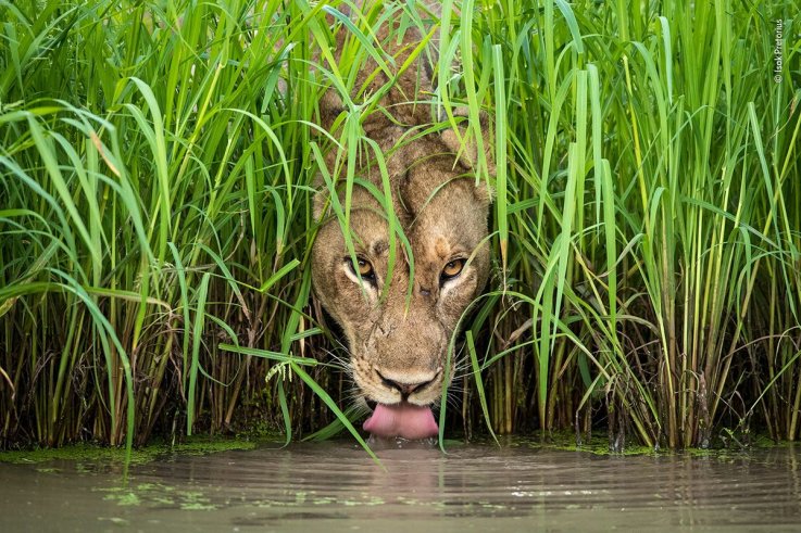 03 © Isak Pretorius - Wildlife Photographer of the Year 03 © Isak Pretorius - Wildlife Photographer of the Year