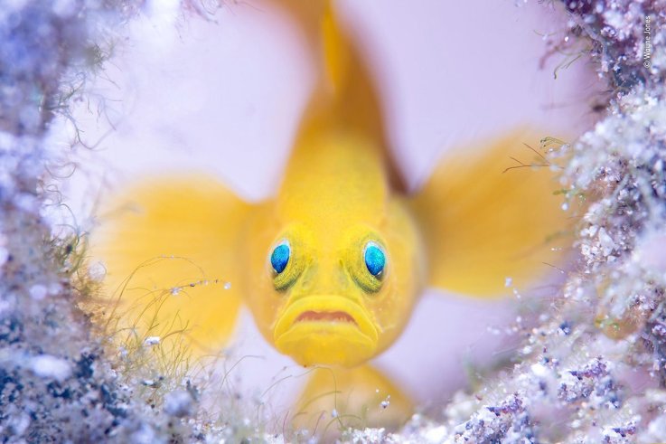 04 © Wayne Jones - Wildlife Photographer of the Year 04 © Wayne Jones - Wildlife Photographer of the Year