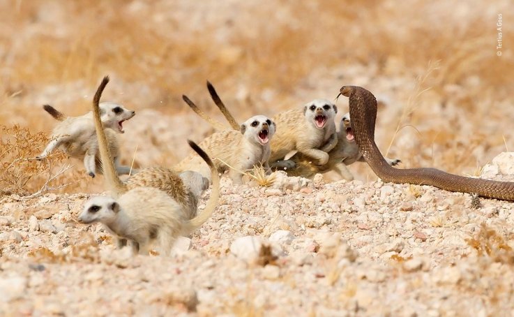 05 © Tertius-A-Gous - Wildlife Photographer of the Year 05 © Tertius-A-Gous - Wildlife Photographer of the Year