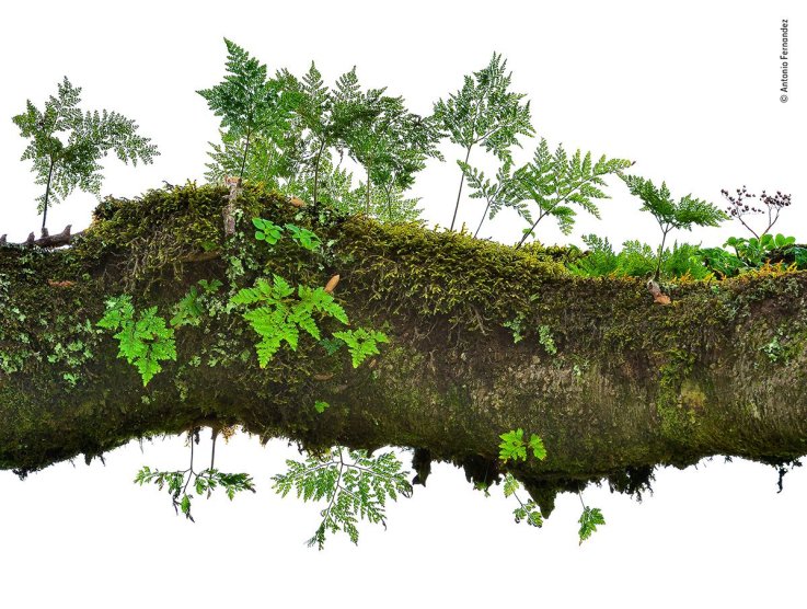 07 © Antonio Fernandez - Wildlife Photographer of the Year 07 © Antonio Fernandez - Wildlife Photographer of the Year