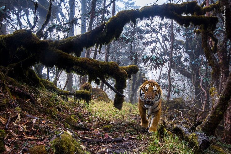 08 © Emmanuel Rondeau - Wildlife Photographer of the Year 08 © Emmanuel Rondeau - Wildlife Photographer of the Year
