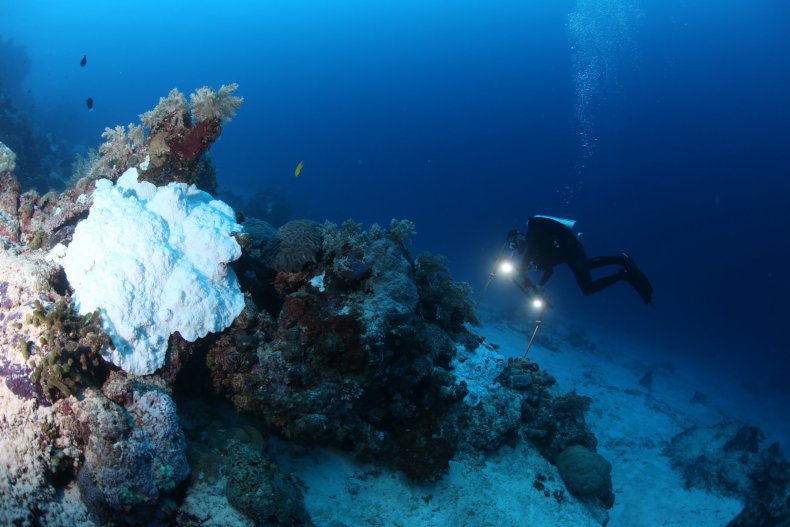 9_4_Deep Coral Survey