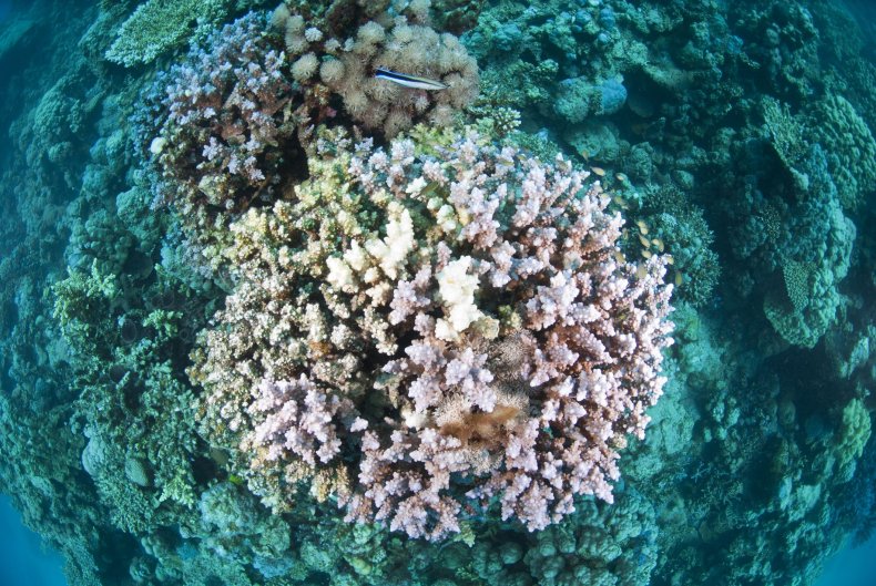 9_4_Coral reef bleaching