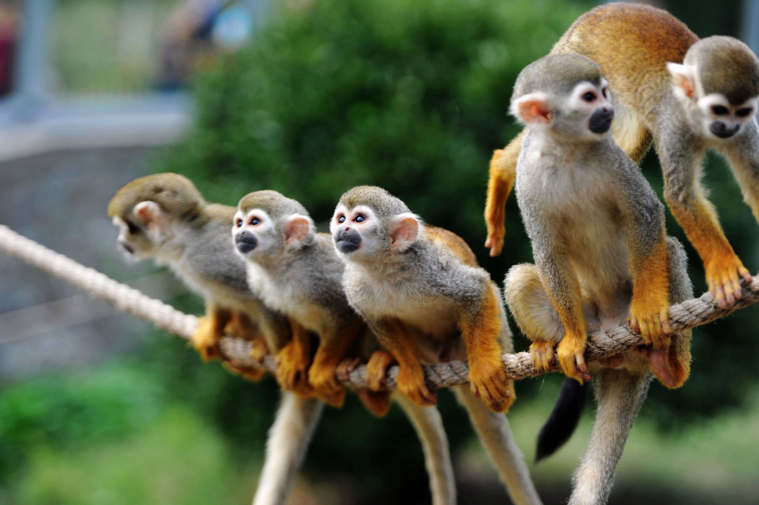 monkeys-nature-pbs