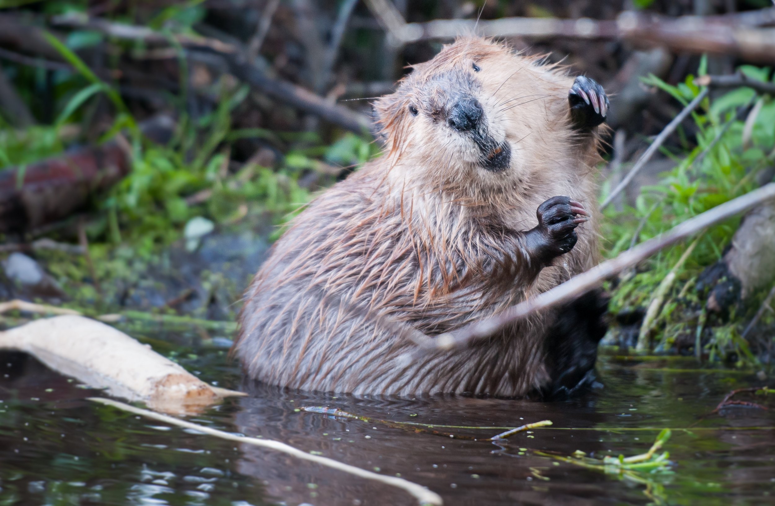 beaver