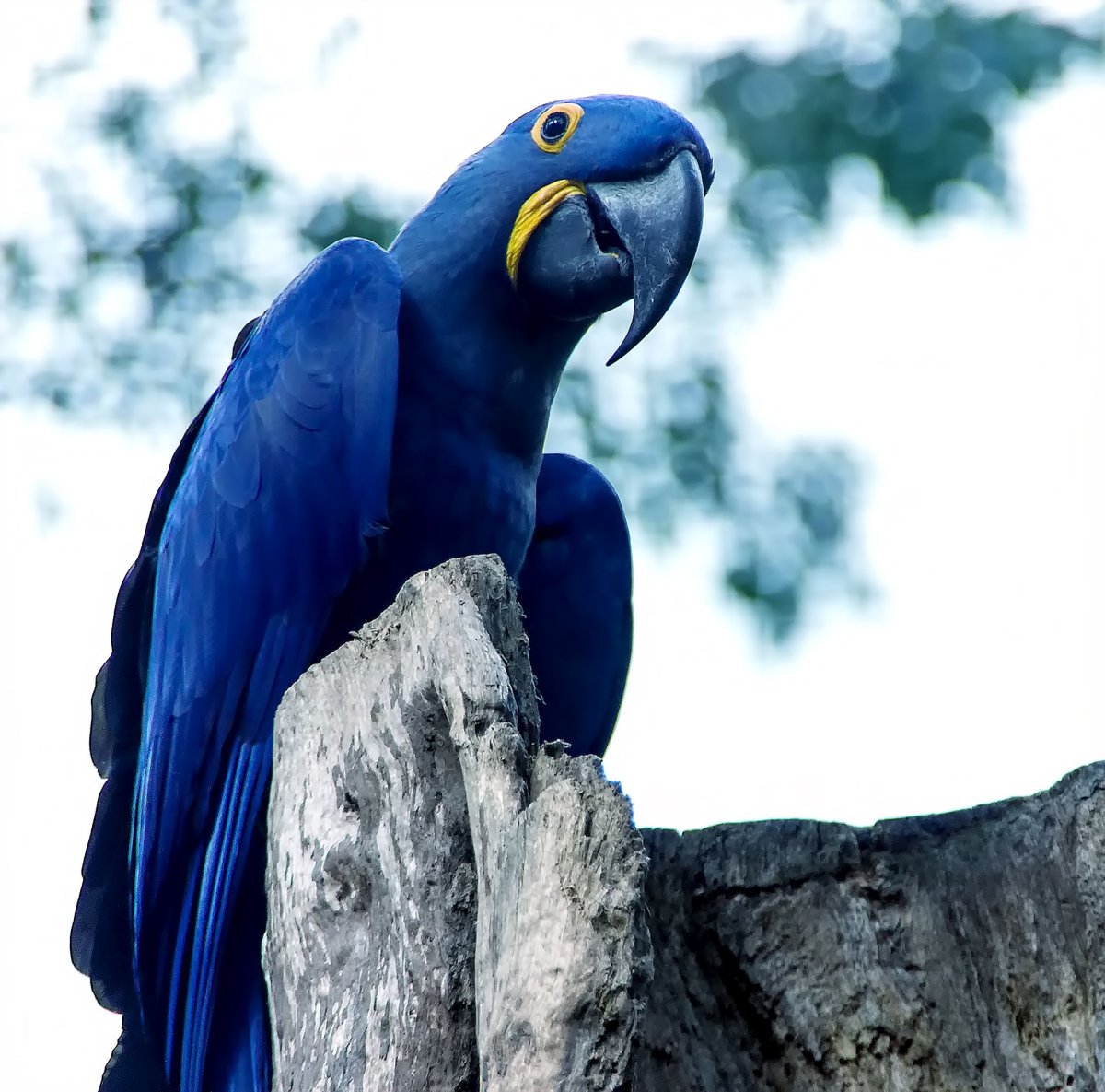 Spixs-macaw-rio-stock