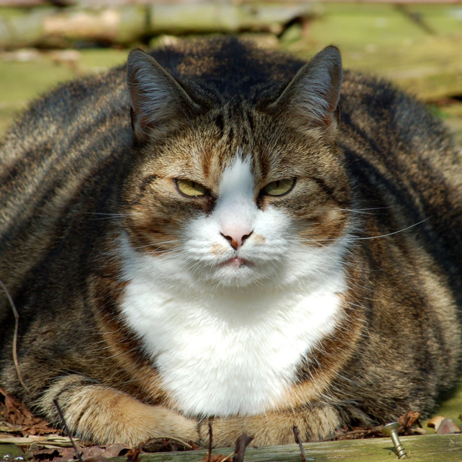 Fat Cat Falls From Balcony Fractures Man S Spine