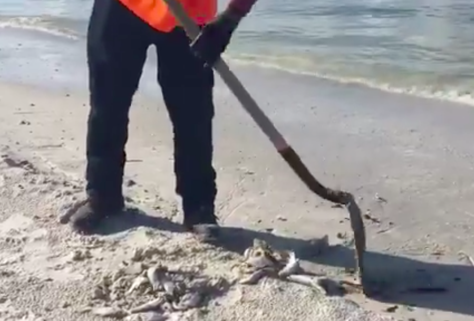 Red Tide Cleanup