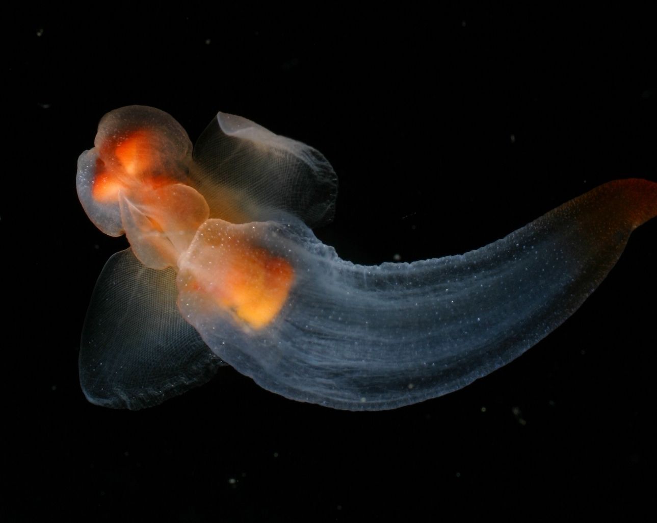 Clione Sea Snail