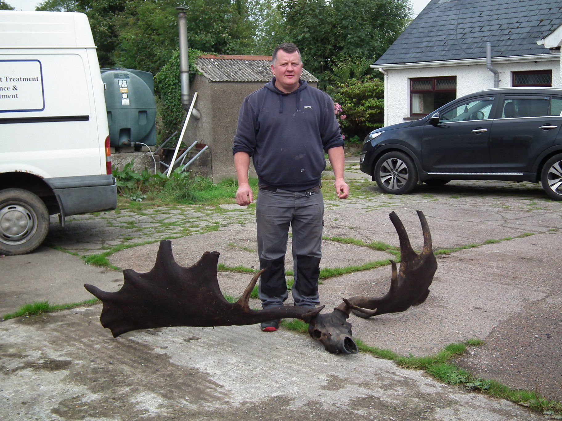 Irish Elk Antlers