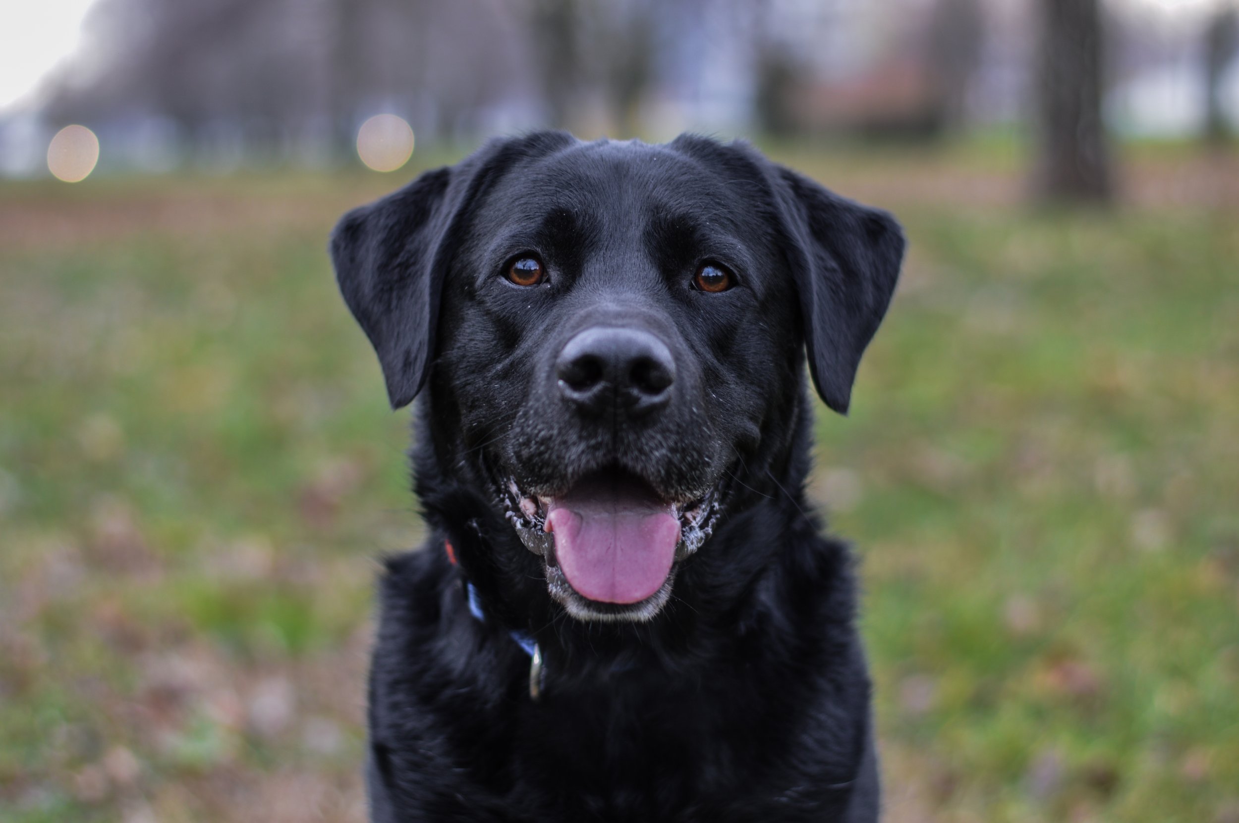 Lucy the Dog Saves Man Accused of Sex Crimes From 50-year Prison Sentence