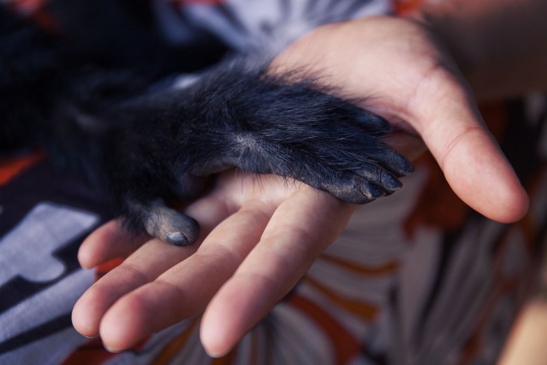 monkey-human-hands-evolution-stock