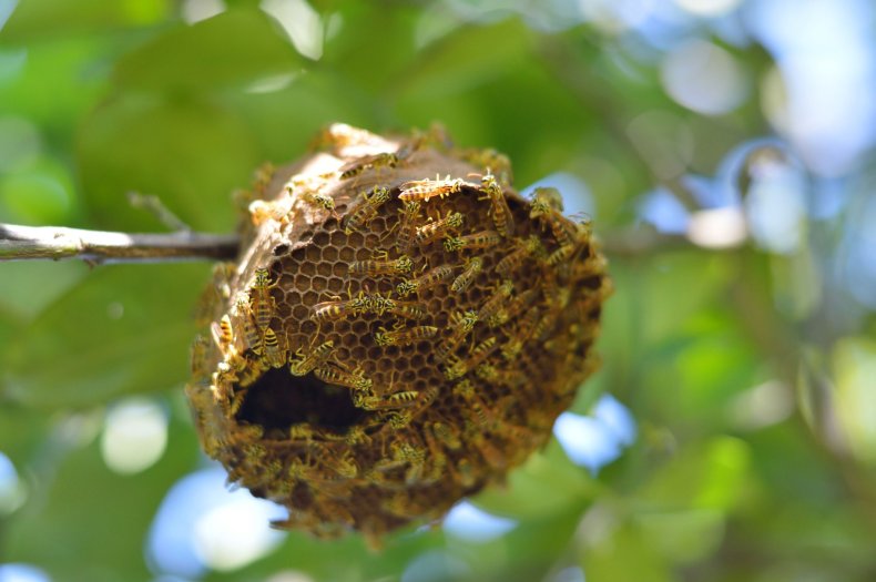 9_12_Wasp's Nest