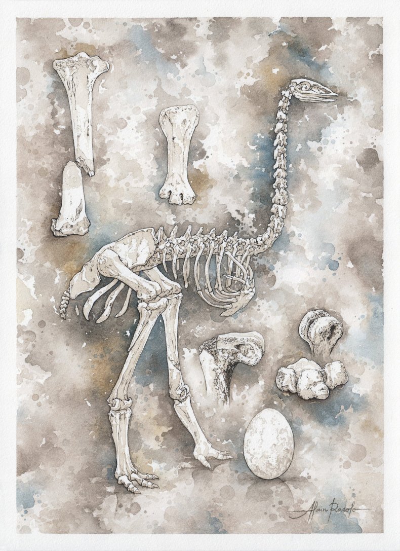 9_12_Elephant Bird