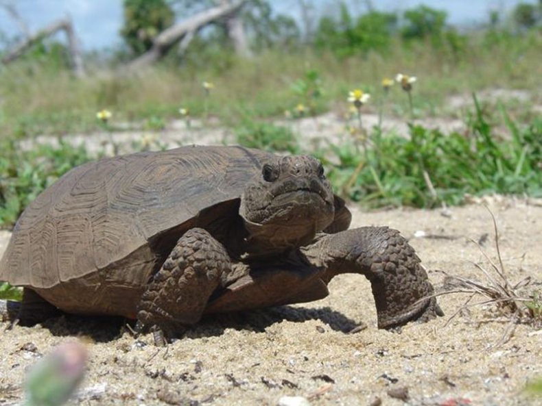 Gopher Tortoise