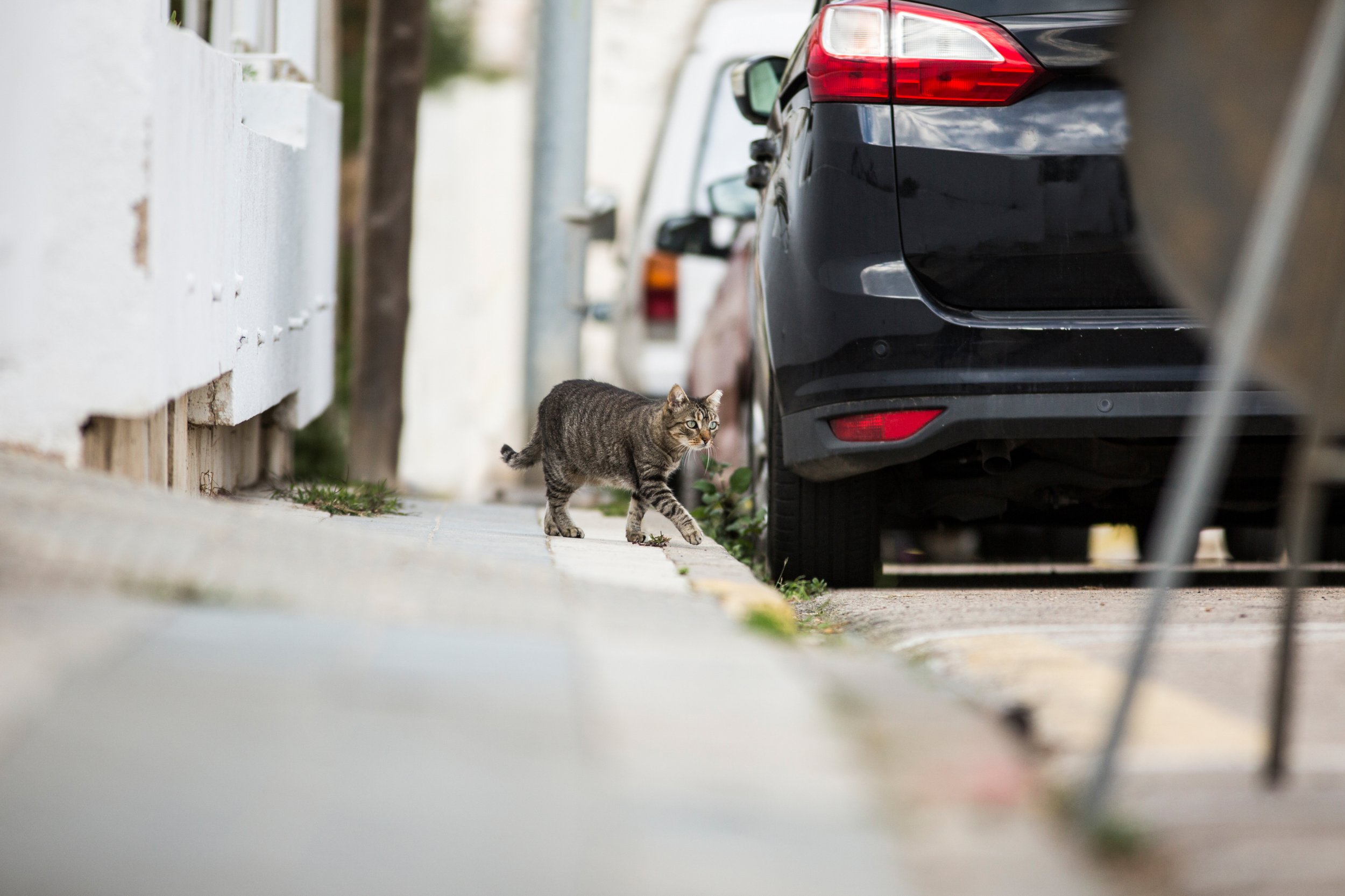 cat runners rescue