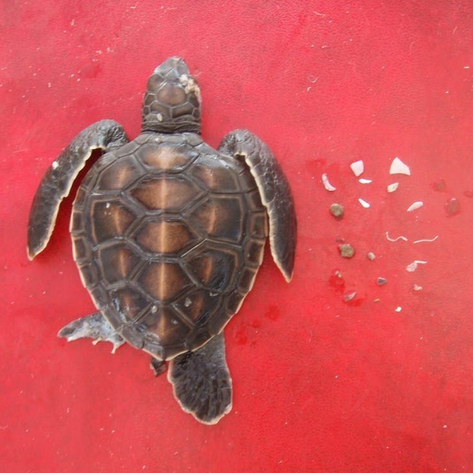 It Only Takes This Much Plastic Pollution to Kill a Turtle