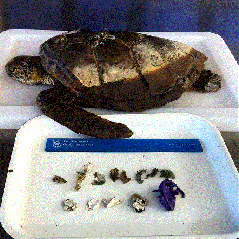 9_13_Green Sea Turtle